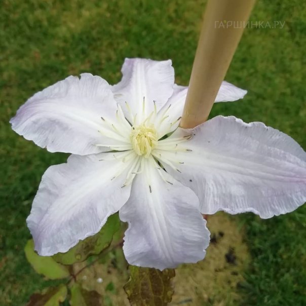 превью изображения отзыва