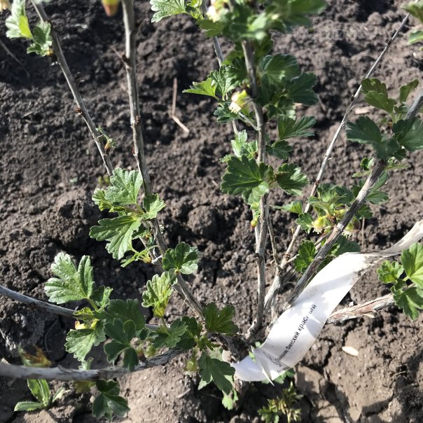 превью изображения отзыва