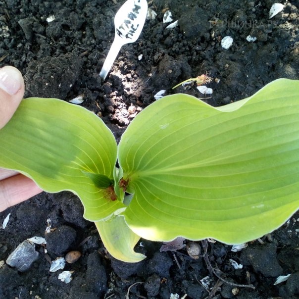 превью изображения отзыва