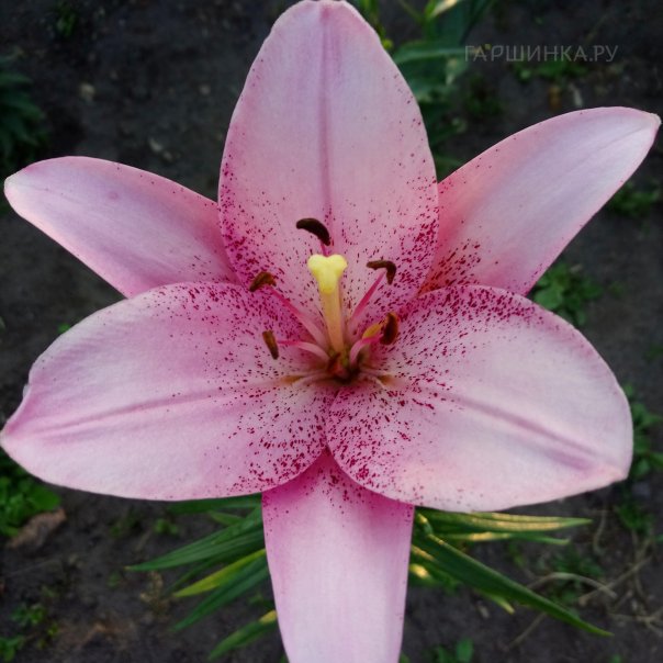 превью изображения отзыва