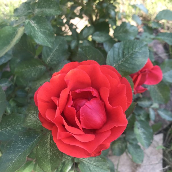 превью изображения отзыва