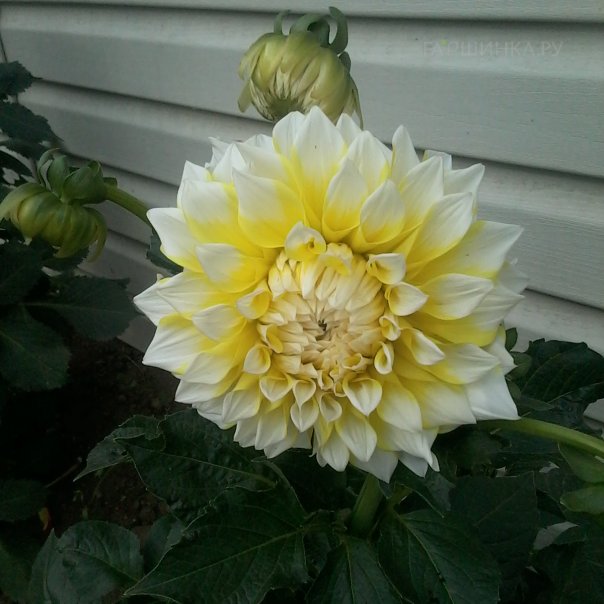 превью изображения отзыва