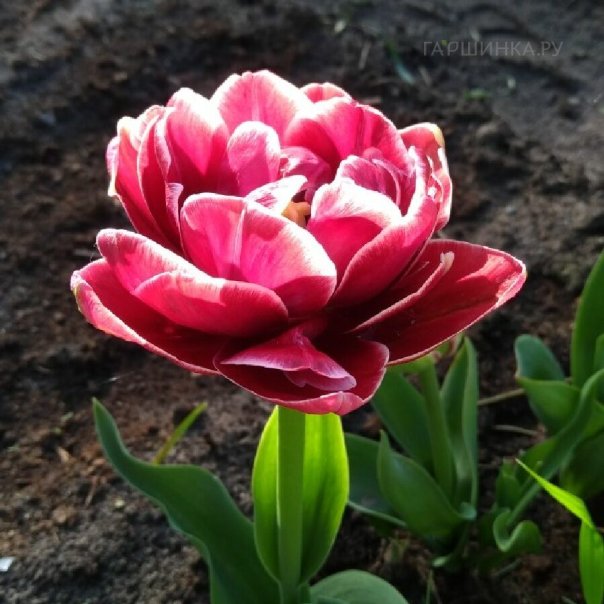 превью изображения отзыва