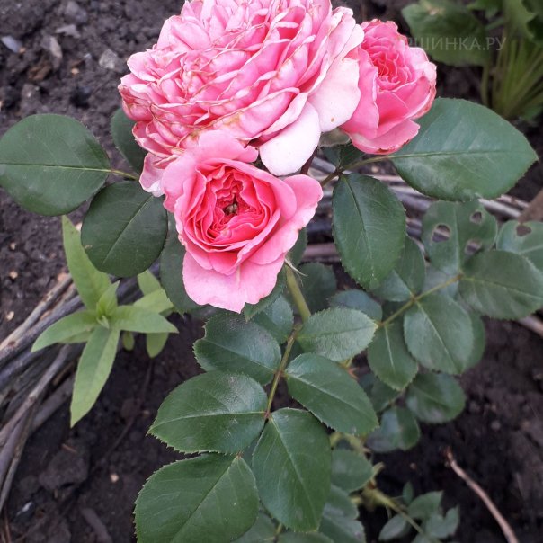 превью изображения отзыва