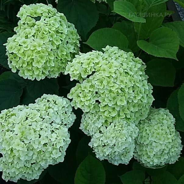 превью изображения отзыва