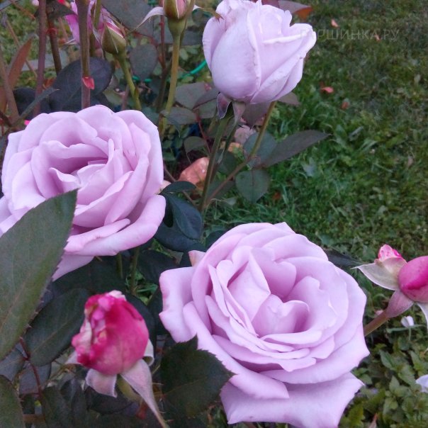 превью изображения отзыва