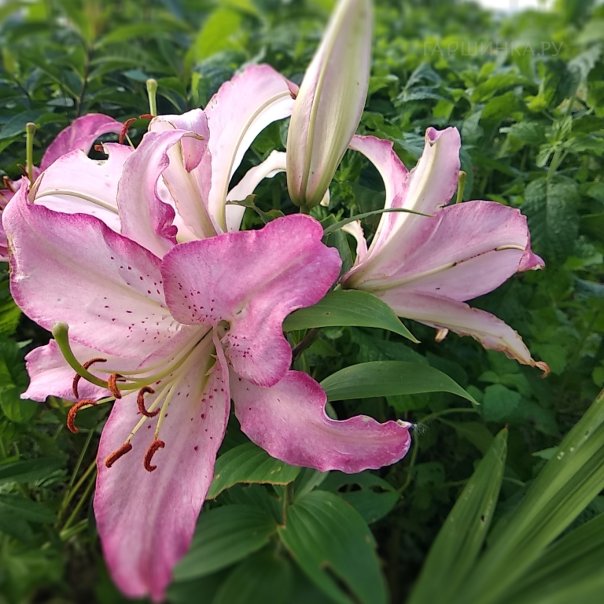 превью изображения отзыва