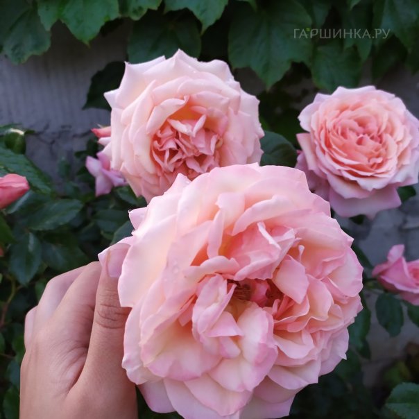 превью изображения отзыва