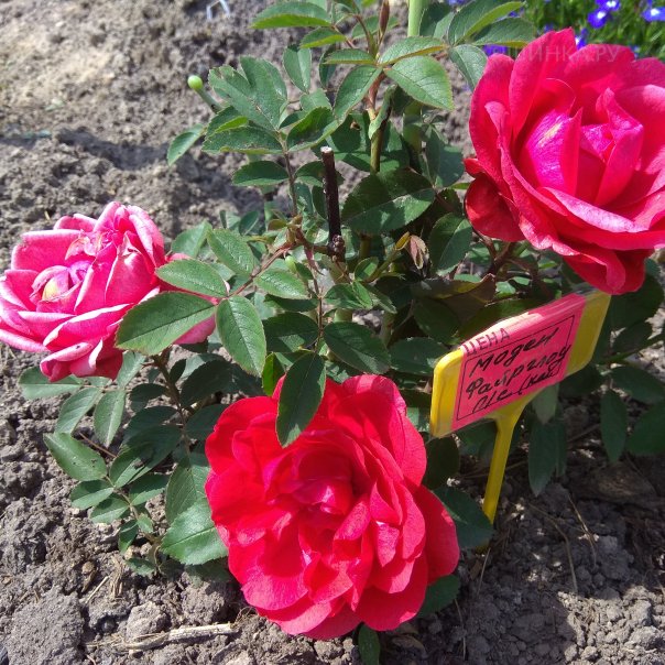 превью изображения отзыва