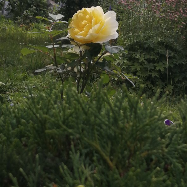 превью изображения отзыва