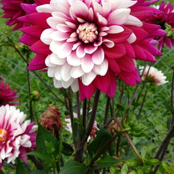 превью изображения отзыва