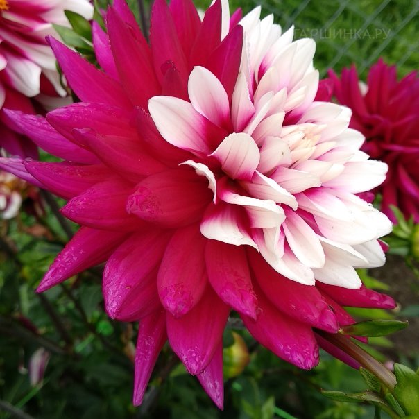 превью изображения отзыва