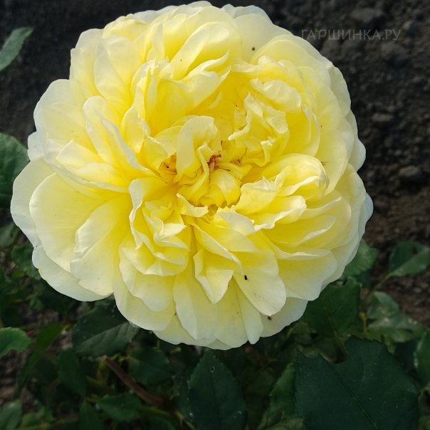 превью изображения отзыва