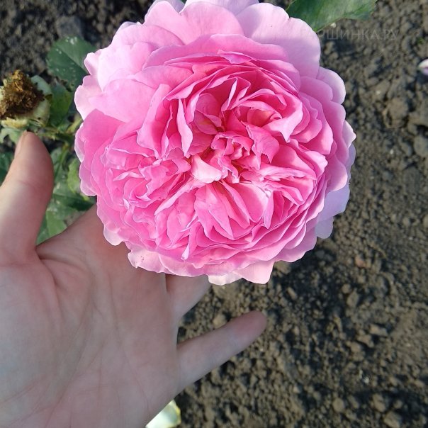 превью изображения отзыва