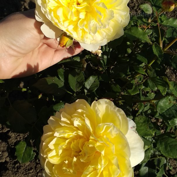 превью изображения отзыва