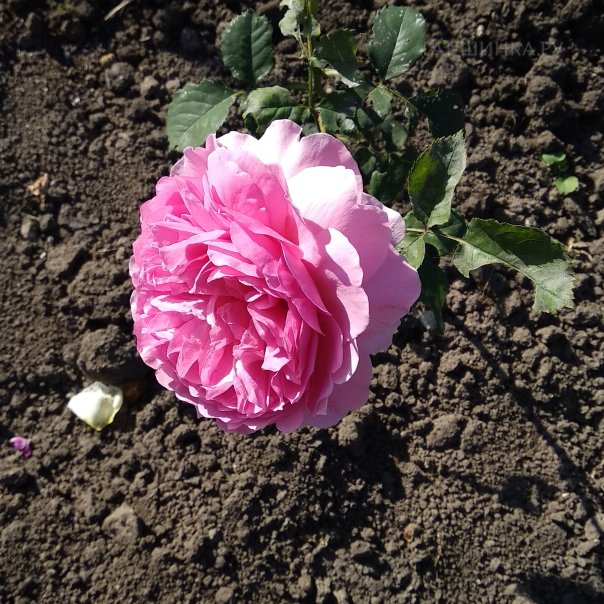 превью изображения отзыва