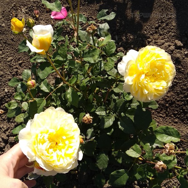 превью изображения отзыва