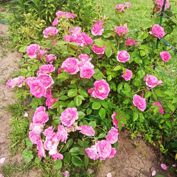 превью изображения отзыва