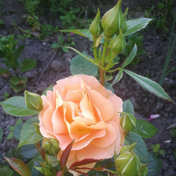 превью изображения отзыва