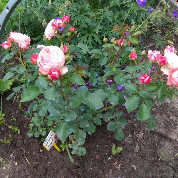 превью изображения отзыва