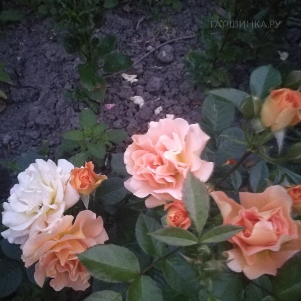 превью изображения отзыва