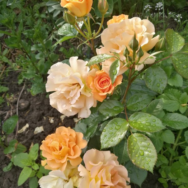 превью изображения отзыва