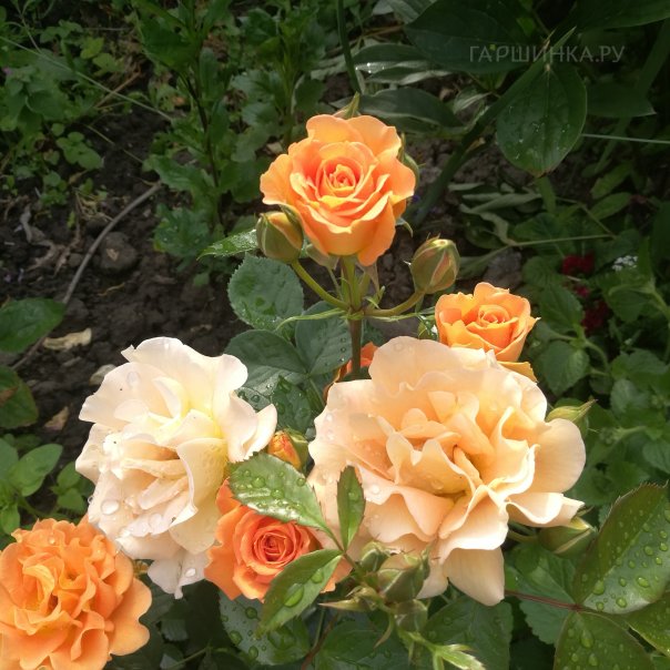 превью изображения отзыва