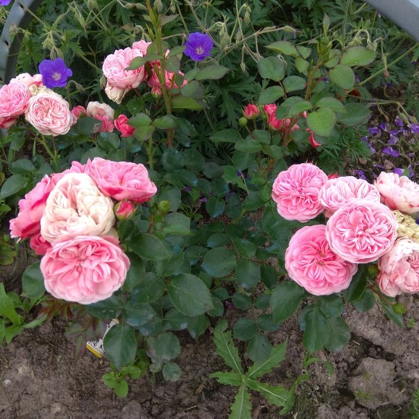 превью изображения отзыва