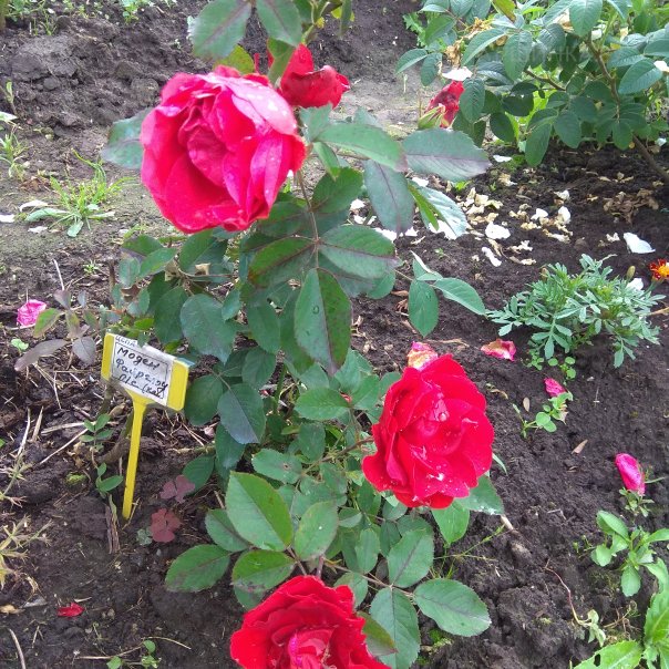 превью изображения отзыва