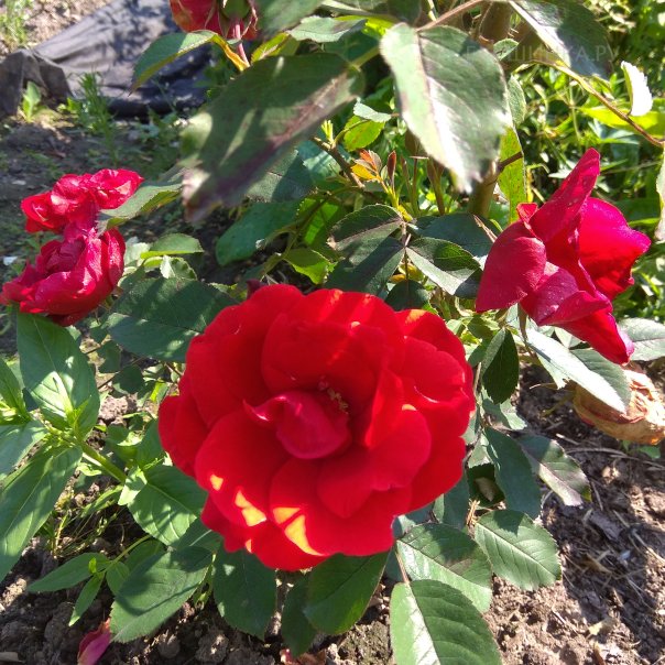 превью изображения отзыва