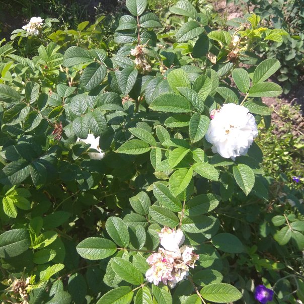 превью изображения отзыва