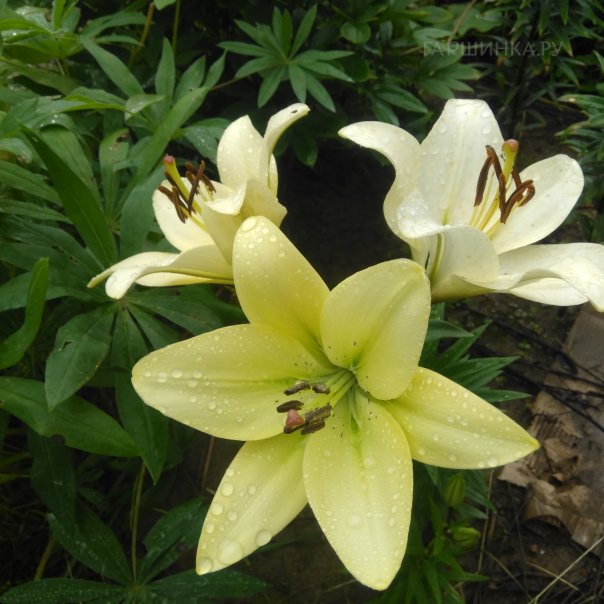 превью изображения отзыва