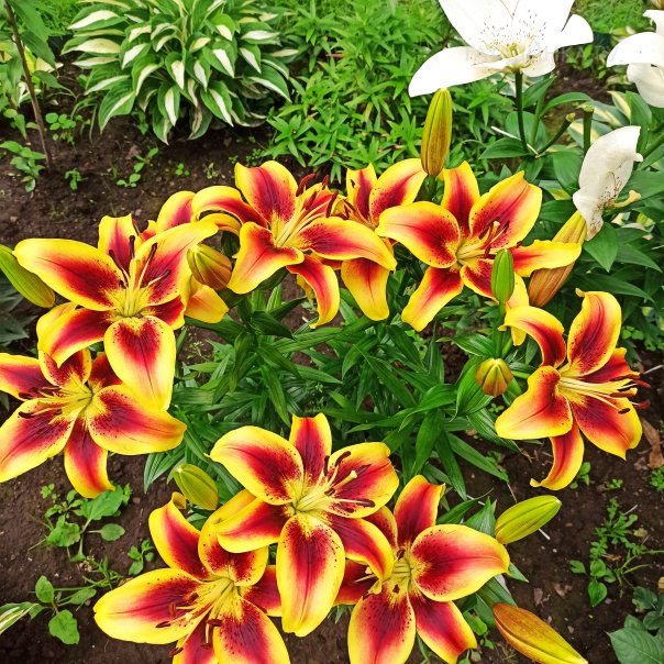 превью изображения отзыва