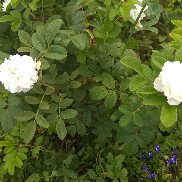 превью изображения отзыва