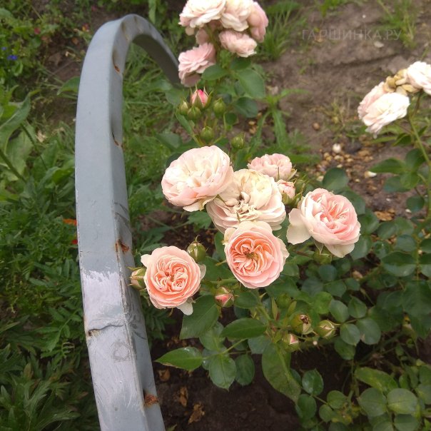 превью изображения отзыва