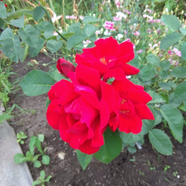 превью изображения отзыва