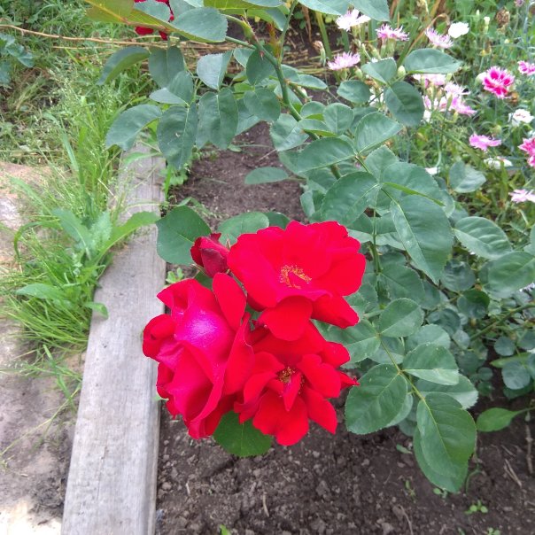 превью изображения отзыва