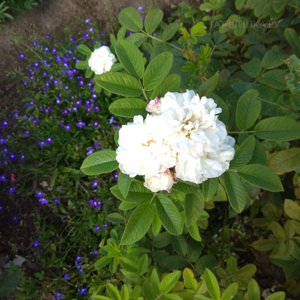 превью изображения отзыва