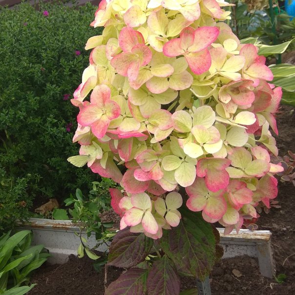 превью изображения отзыва