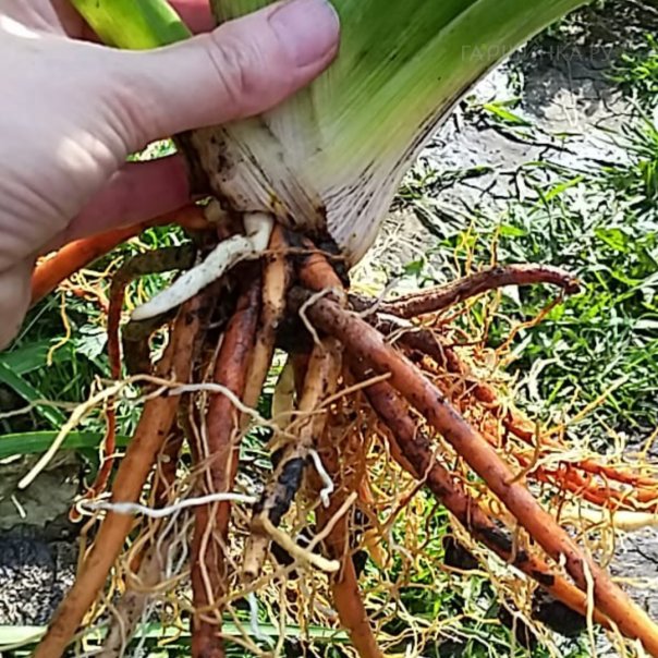 превью изображения отзыва