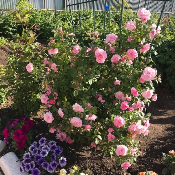 превью изображения отзыва