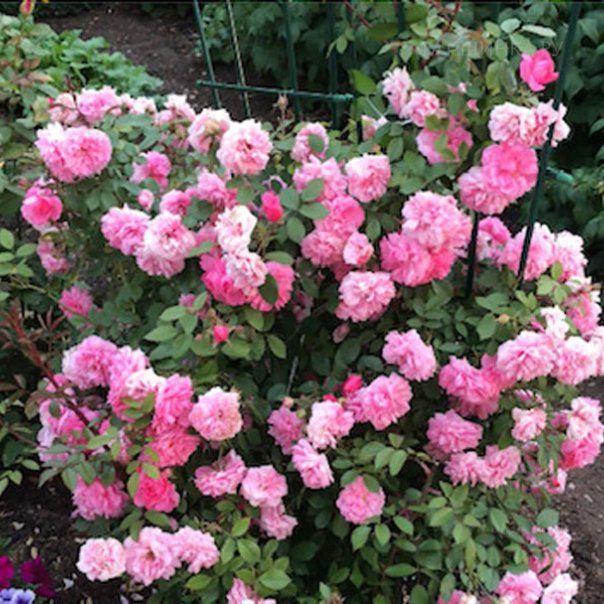 превью изображения отзыва