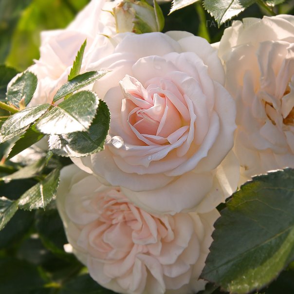 превью изображения отзыва