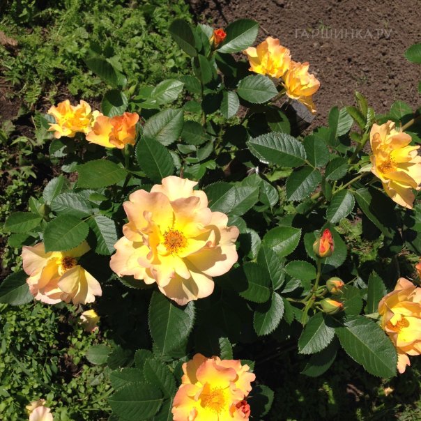 превью изображения отзыва