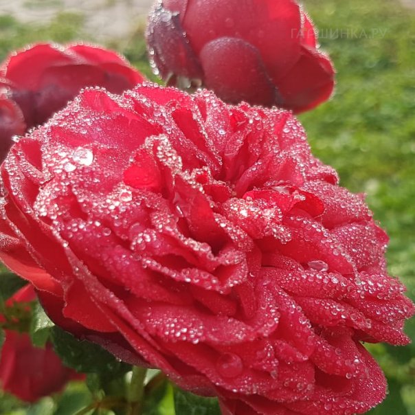 превью изображения отзыва