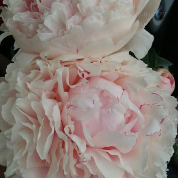 превью изображения отзыва