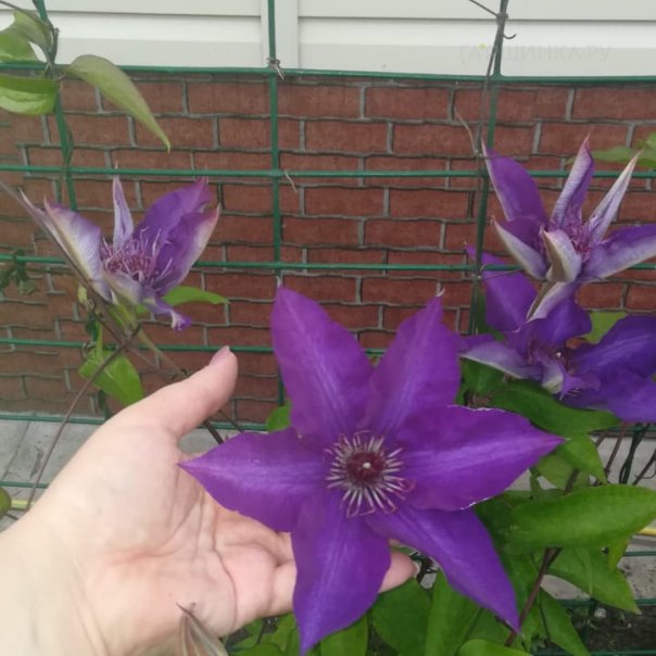 превью изображения отзыва