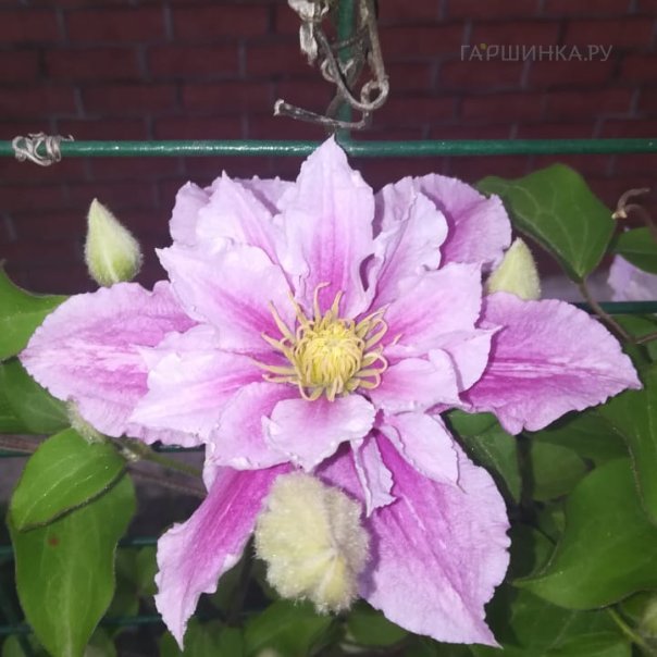 превью изображения отзыва