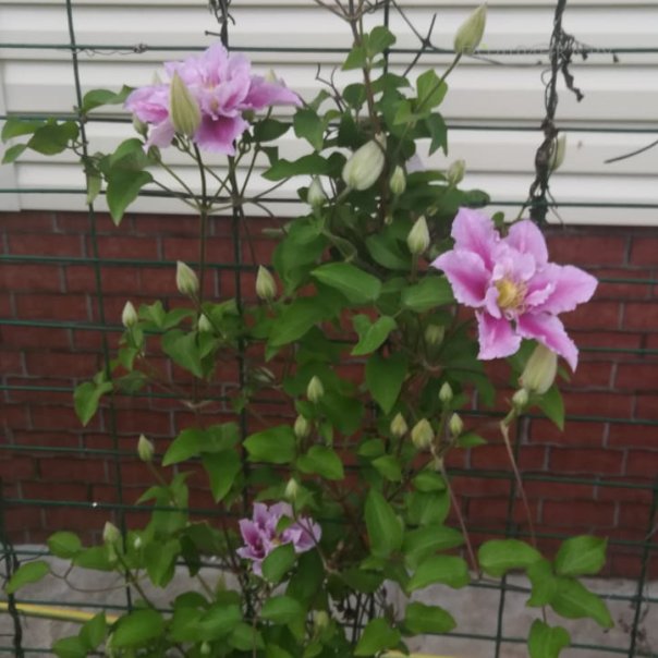 превью изображения отзыва