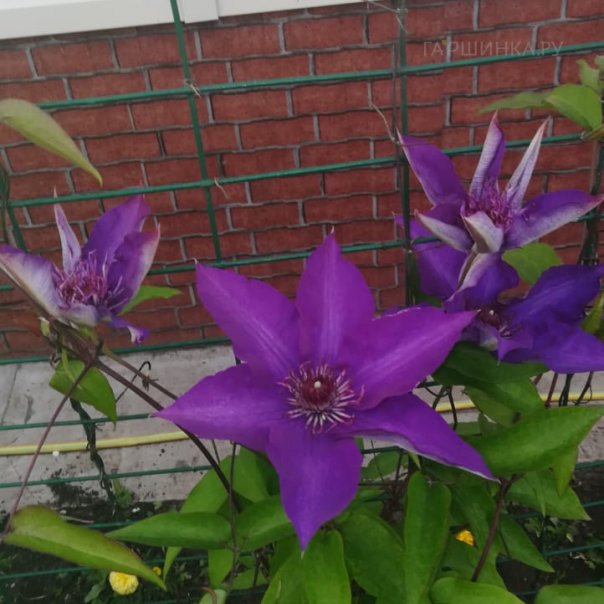 превью изображения отзыва